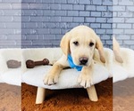 Small #3 Labrador Retriever