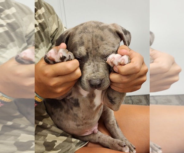 Medium Photo #9 American Bully Puppy For Sale in NOBLESVILLE, IN, USA