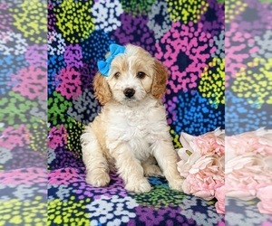 Cock-A-Poo-Poodle (Miniature) Mix Puppy for sale in QUARRYVILLE, PA, USA