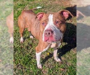 Mutt Dogs for adoption in Akron, OH, USA