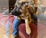 Small Photo #12 German Shepherd Dog Puppy For Sale in SAINT CHARLES, MN, USA