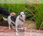 Small #11 Chihuahua Mix