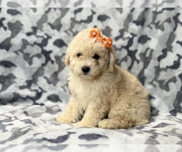 Medium Photo #7 Bichpoo Puppy For Sale in LAKELAND, FL, USA