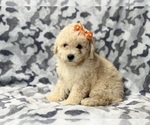 Small #6 Bichpoo