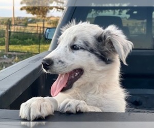Border Collie Puppy for sale in PARKER, CO, USA