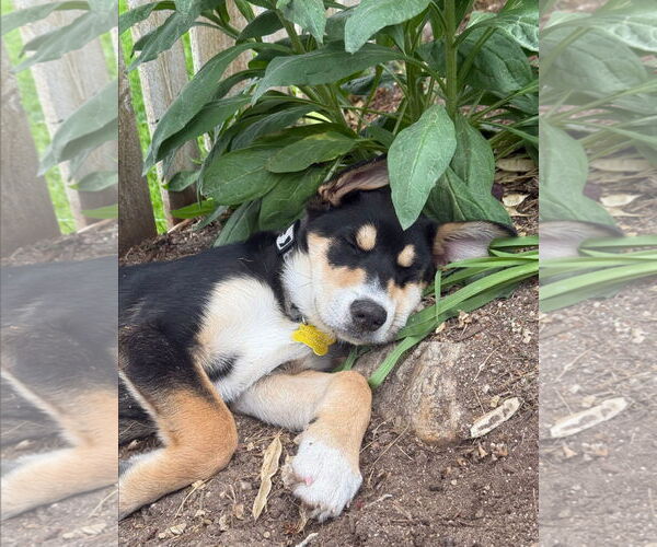 Medium Photo #4 Mutt Puppy For Sale in Sandy, UT, USA
