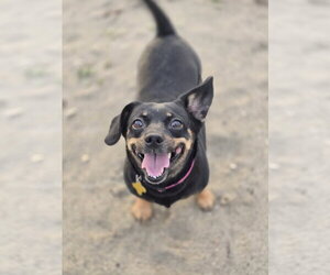 Quesito - Female Chihuahua-Unknown Mix Dog for Adoption - Photo #3