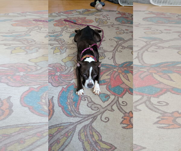 Medium Photo #3 American Pit Bull Terrier-Unknown Mix Puppy For Sale in Princeton, MN, USA