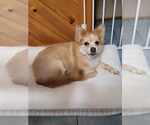 Small #2 Pomeranian