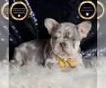 Puppy Mr Wrinkles AKC French Bulldog