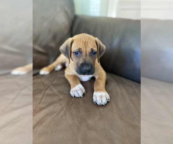 Medium Photo #1 Rhodesian Ridgeback Puppy For Sale in KELLER, TX, USA