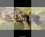 Small #1 American Pit Bull Terrier Mix
