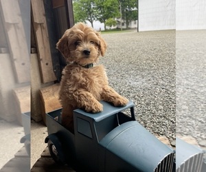 Goldendoodle (Miniature) Puppy for Sale in GOSHEN, Indiana USA