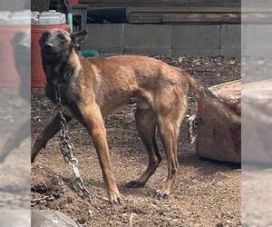 Mutt Dogs for adoption in Houston, TX, USA