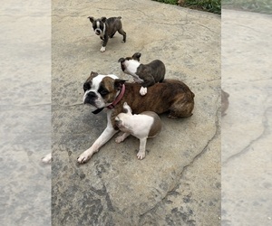 Mother of the Boston Terrier puppies born on 04/15/2025