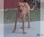 Small #2 Labrador Retriever-Retriever  Mix