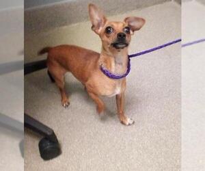 Chihuahua-Unknown Mix Dogs for adoption in Las Vegas, NV, USA