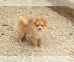Small #1 Pomeranian