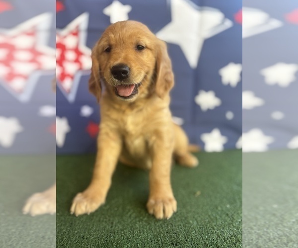 Medium Photo #23 Golden Retriever Puppy For Sale in CERES, CA, USA