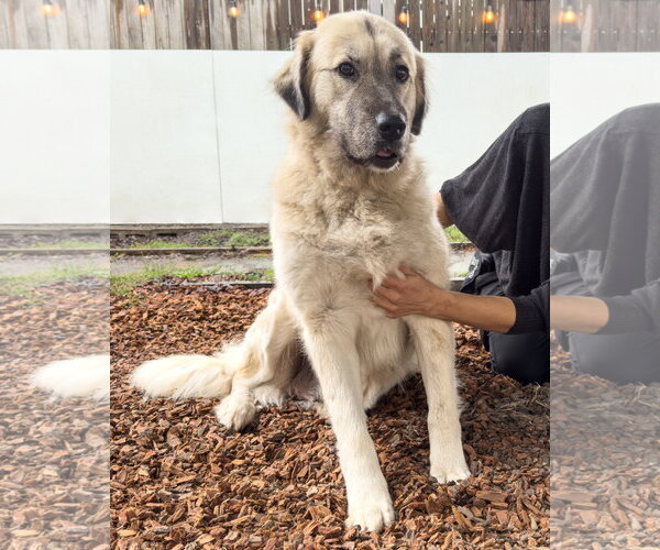 Medium Photo #2 Anatolian Shepherd-Unknown Mix Puppy For Sale in Sequim, WA, USA