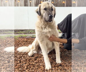 Trinity - Female Anatolian Shepherd-Unknown Mix Dog for Adoption - Photo #2