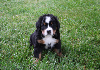 Bernese Mountain Dog Puppy for sale in ENON, OH, USA