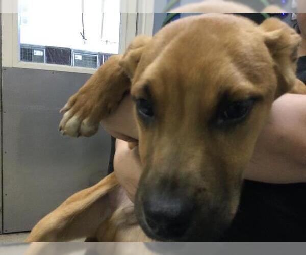 Medium Photo #1 Mutt Puppy For Sale in Riverside, CA, USA