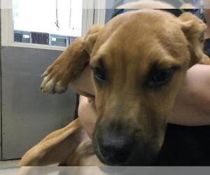 Mutt Dogs for adoption in Riverside, CA, USA