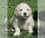 Small Photo #2 English Cream Golden Retriever Puppy For Sale in PARTRIDGE, KS, USA