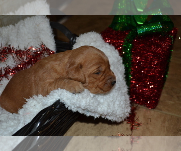 Medium Photo #2 Golden Retriever Puppy For Sale in GREENWOOD, WI, USA