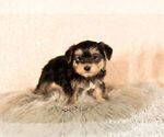 Small Photo #4 Morkie Puppy For Sale in NAPPANEE, IN, USA
