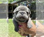 Puppy Nova Riot French Bulldog