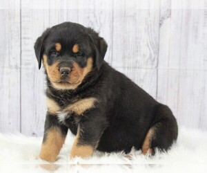 Rottweiler Puppy for sale in APPLE CREEK, OH, USA