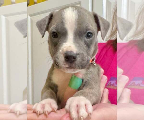 Medium Photo #5 American Pit Bull Terrier Puppy For Sale in Rockville, MD, USA