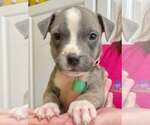 Small #4 American Pit Bull Terrier
