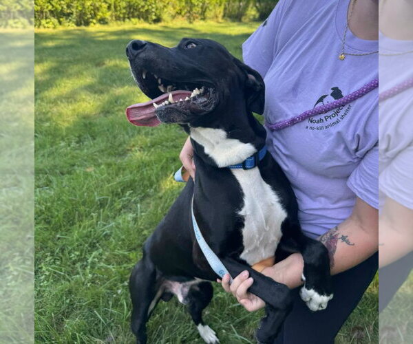 Medium Photo #3 Mutt Puppy For Sale in Muskegon, MI, USA