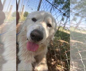 Great Pyrenees-Unknown Mix Dogs for adoption in Salt Lake City, UT, USA