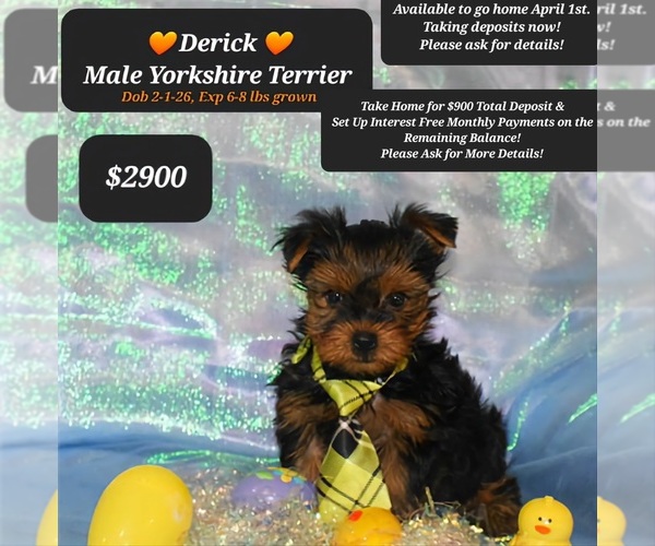 Medium Photo #1 Yorkshire Terrier Puppy For Sale in TUCSON, AZ, USA