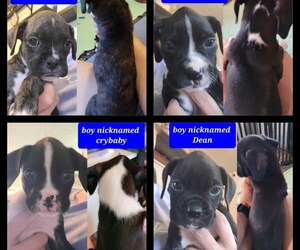 Boxer Puppy for sale in WARREN, MI, USA