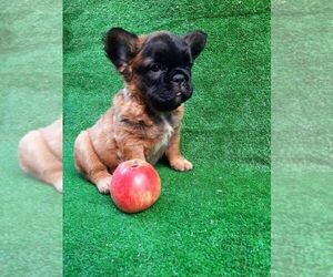 French Bulldog Puppy for sale in ASTORIA, NY, USA