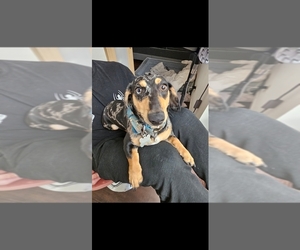 Father of the Dachshund puppies born on 07/21/2025