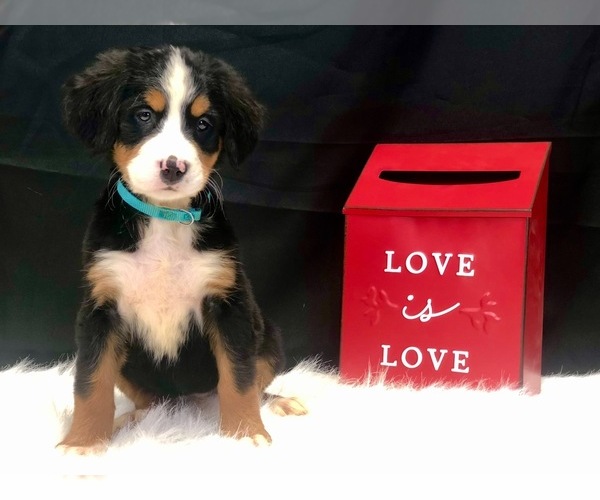 Medium Photo #1 Bernese Mountain Dog Puppy For Sale in DUNDEE, OH, USA