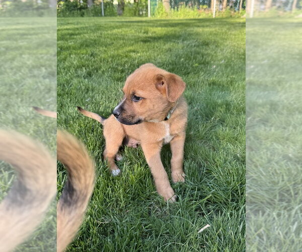 Medium Photo #3 Mutt Puppy For Sale in Brewster, NY, USA