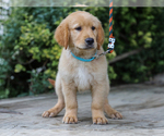 Small #4 Golden Retriever