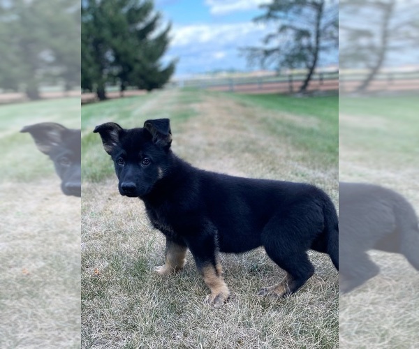 Medium Photo #4 German Shepherd Dog Puppy For Sale in DE PERE, WI, USA