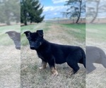 Small #3 German Shepherd Dog