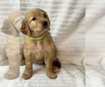 Small Photo #8 Golden Retriever Puppy For Sale in BRANDON, FL, USA