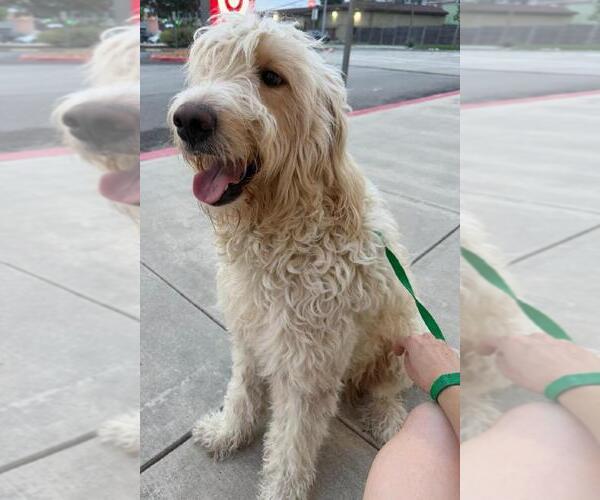 Medium Photo #3 Poodle (Standard)-Unknown Mix Puppy For Sale in San Antonio, TX, USA