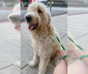 Noodles - Male Poodle (Standard)-Unknown Mix Dog for Adoption - Photo #3