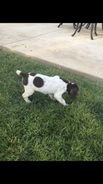 Medium Photo #1 German Shorthaired Pointer Puppy For Sale in STRATHMORE, CA, USA